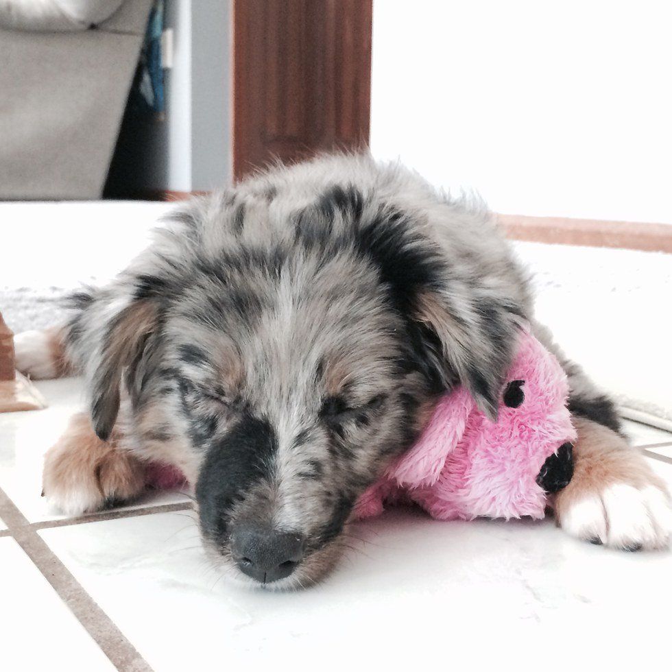 Why We Should All Be More Like Dogs