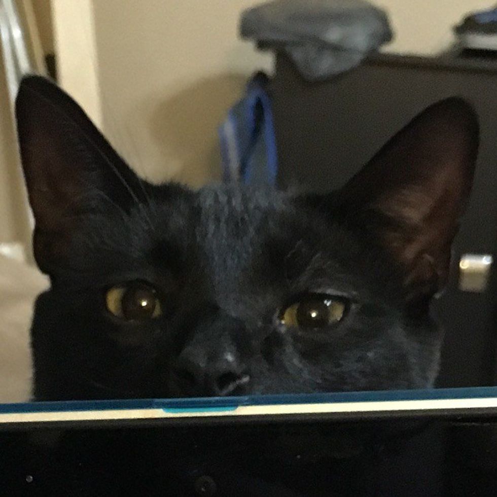 To the Mom Who Wrote Open Letter to Dog Owners Who Call Themselves 'Parents'