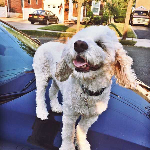 Why It Never Gets Easier to Leave My Dog for College