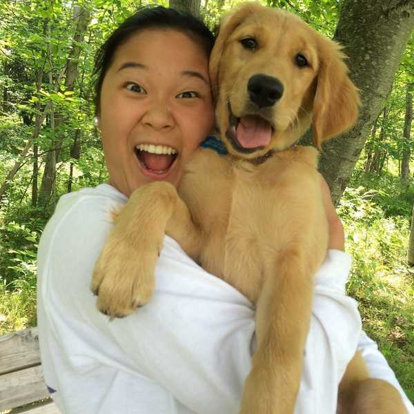 Why Golden Retrievers Are the Best Companions