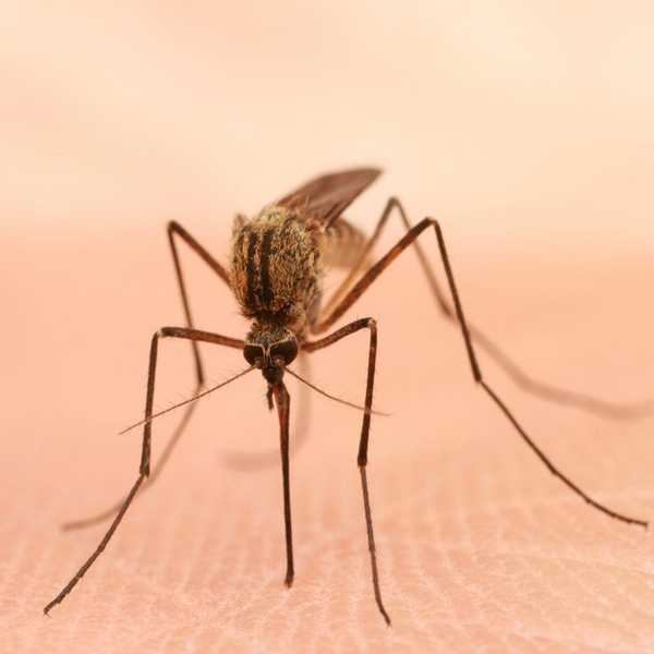 Mutant Mosquitoes Will Be Released In The Florida Keys