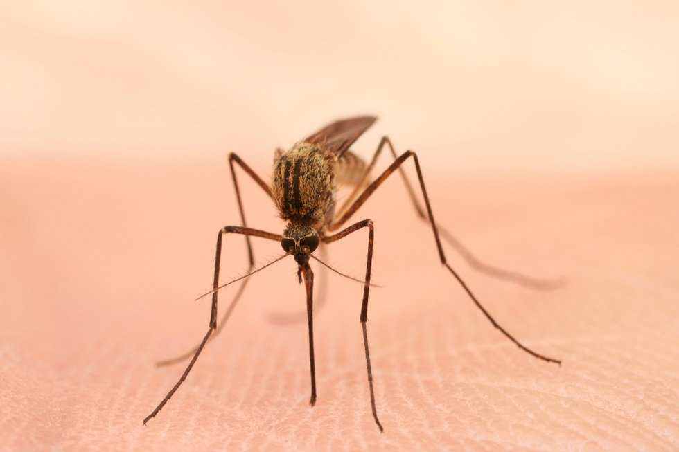 Mutant Mosquitoes Will Be Released In The Florida Keys