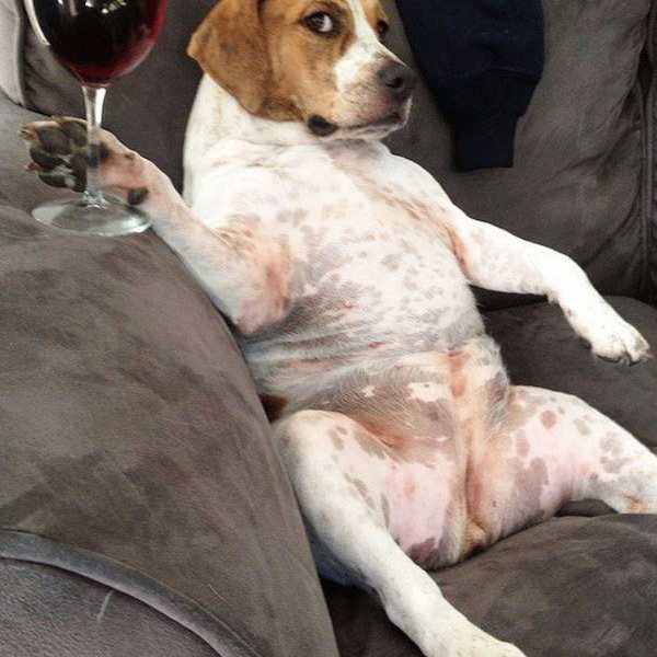 25 Times College Students Can Relate to Dogs