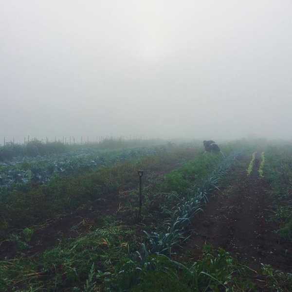 5 Things I Learned from Working On An Organic Farm