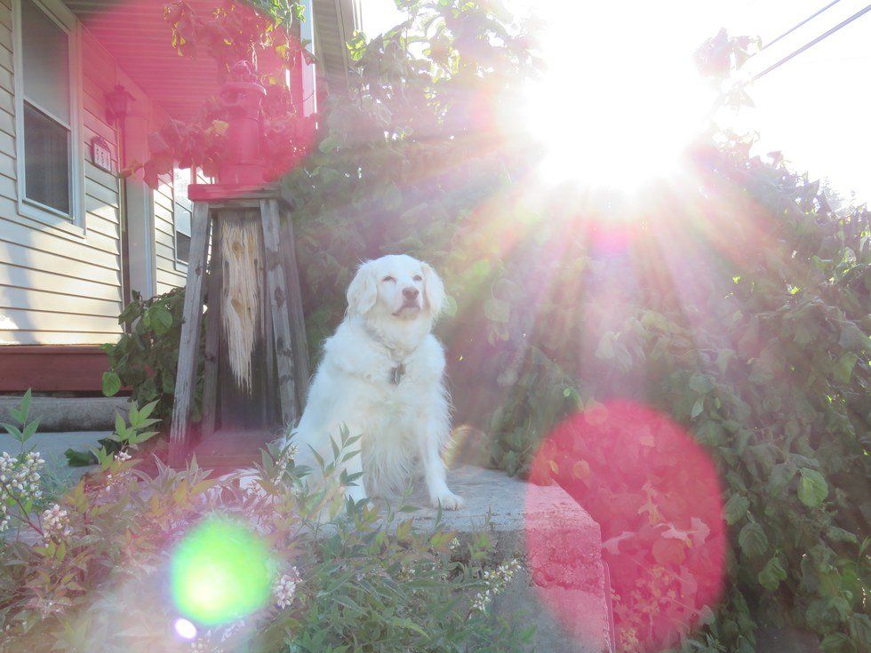 Rex, Me, and the Seizures