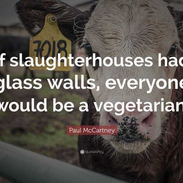 If Slaughterhouses Had Glass Walls, You Would Install Curtains