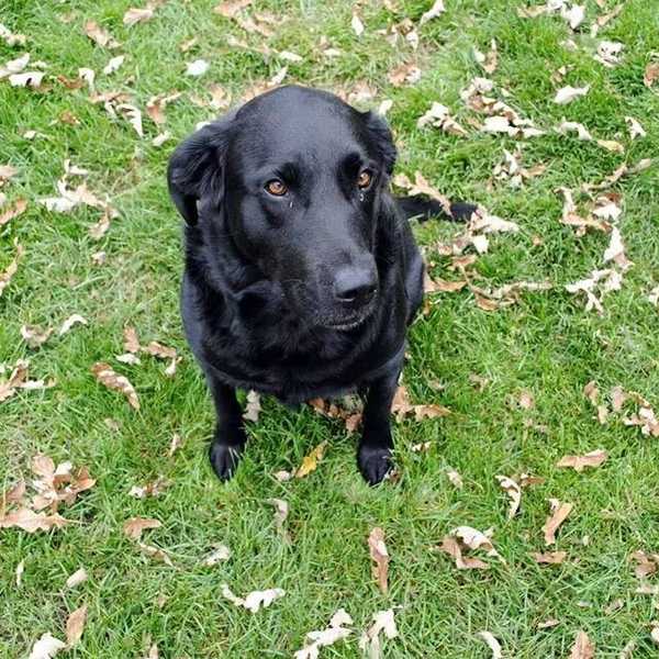 I Lost Myself When I Lost My Dog