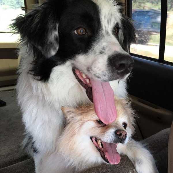 My Obsession With Dogs