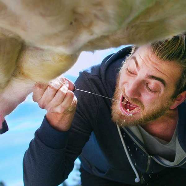 The Disgusting Truth About Milk And Why We Shouldn't Drink It