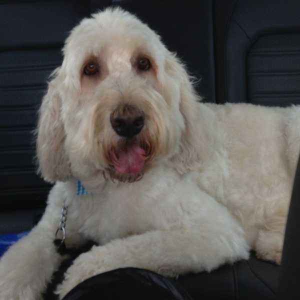 To The Best Pet I've Ever Had