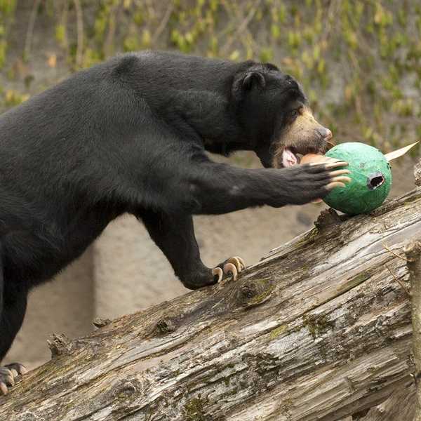 Why Vegans Should Love Zoos