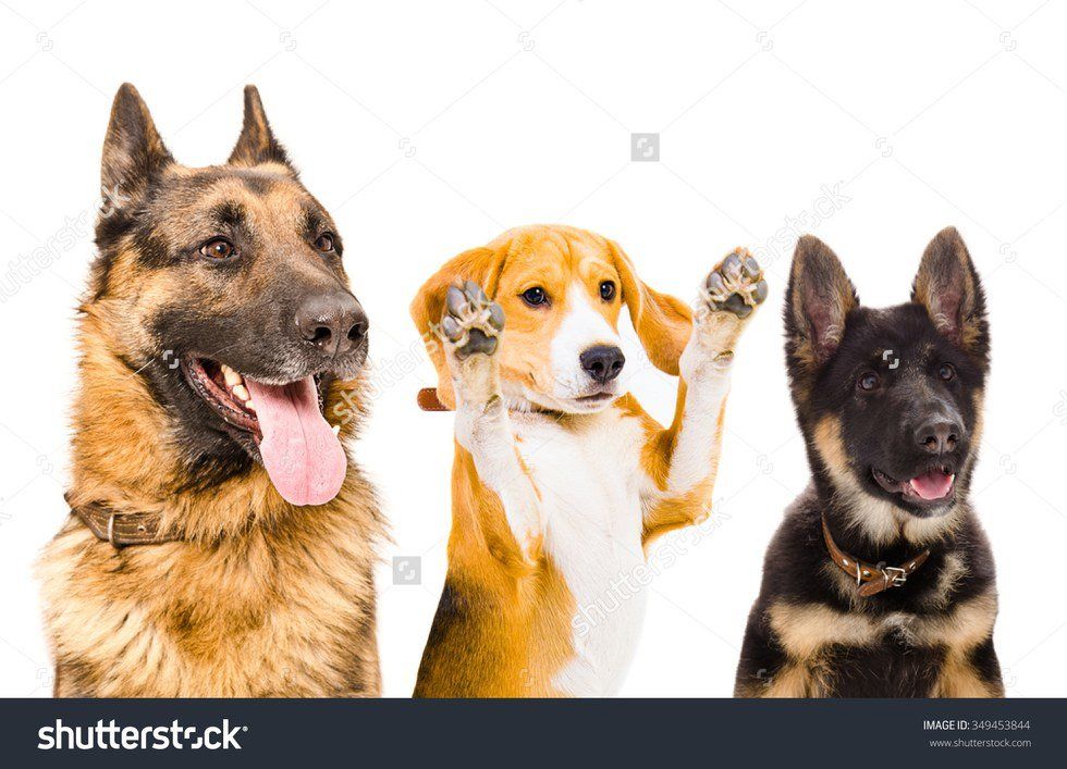 Dog-sitting; As Told By Dogs