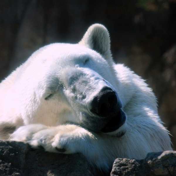 Why You Should Visit The NC Zoo Now