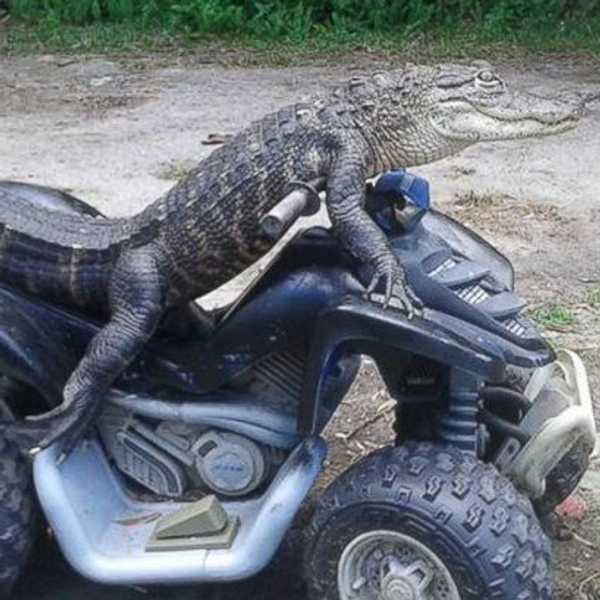 17 Things True Floridians Will Understand