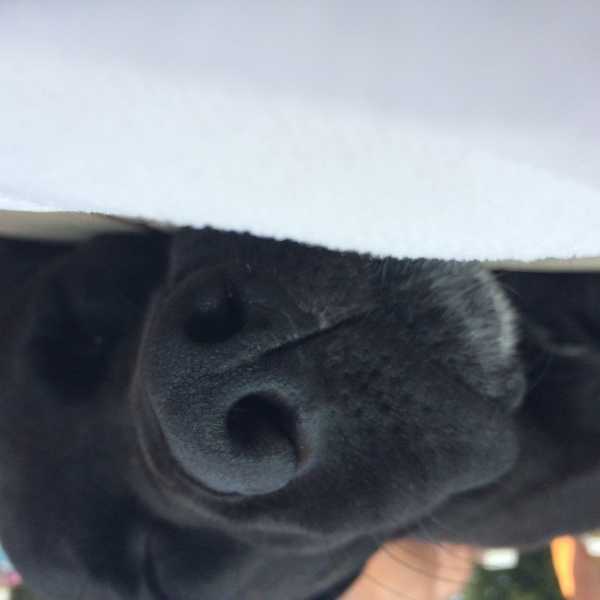 20 Reasons Why Dogs Are The Best Companions In The World