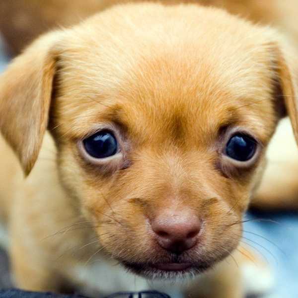 Why I Need A Puppy Like Right Now