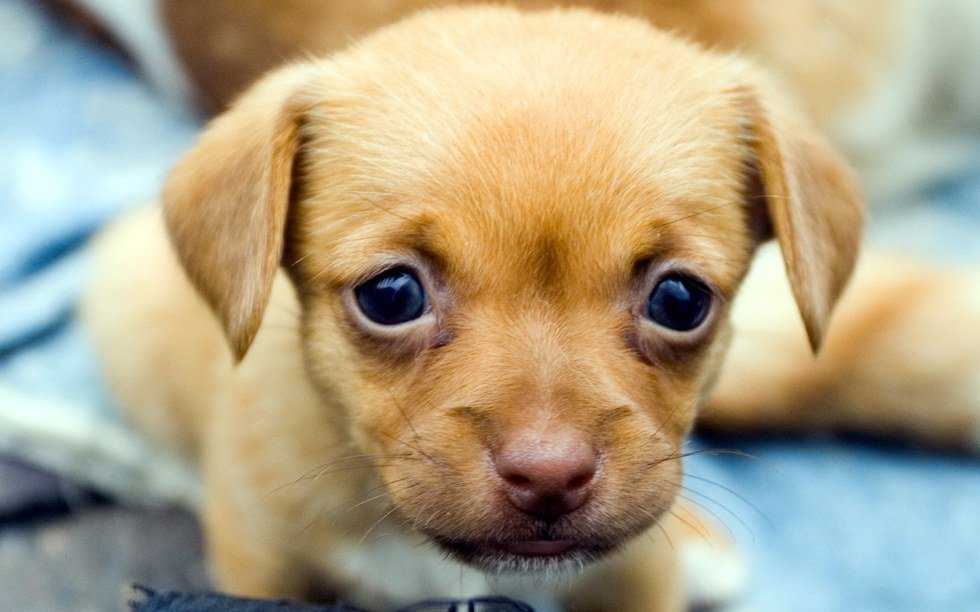 Why I Need A Puppy Like Right Now