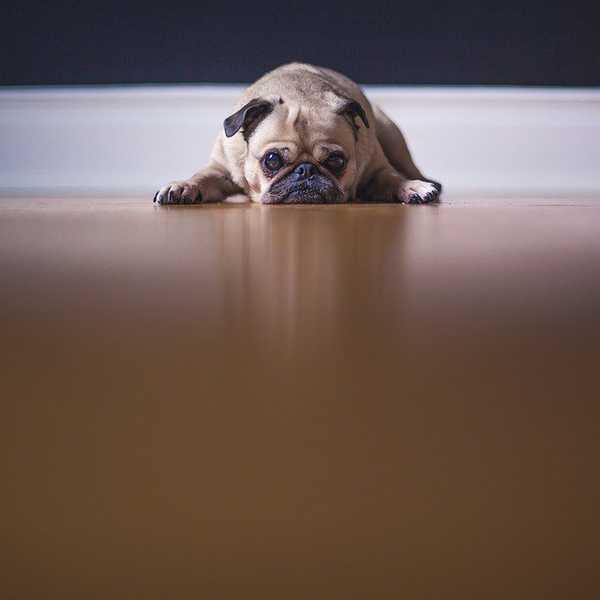 24 Reasons Pugs So Special