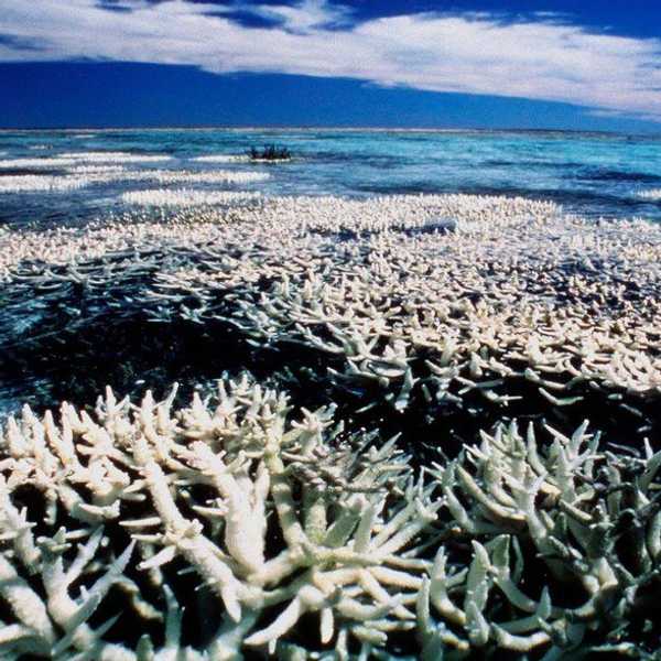 Australia's Great Barrier Reef is in Danger