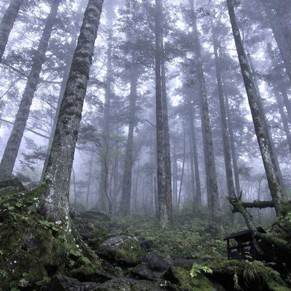 The Trees Are Hugging Each Other