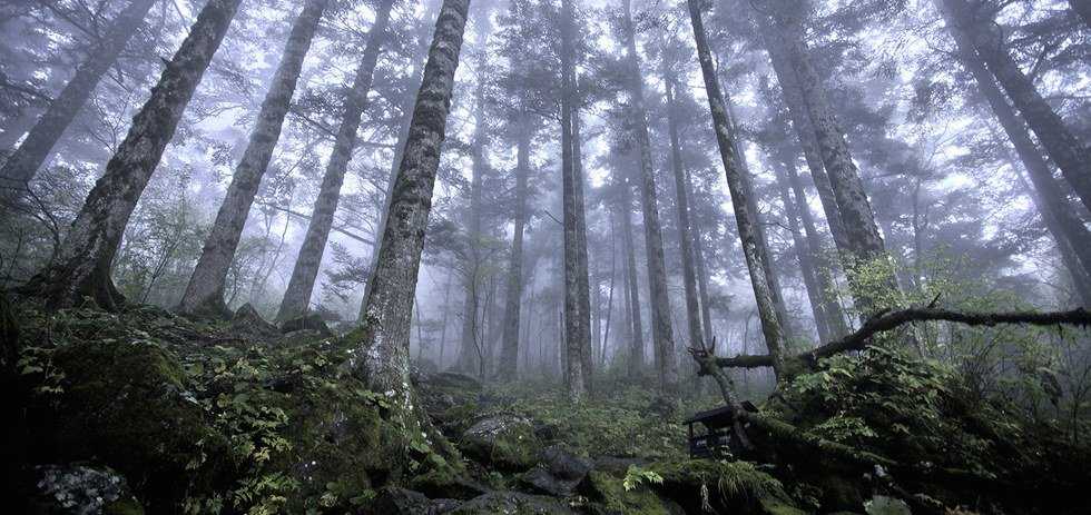 The Trees Are Hugging Each Other