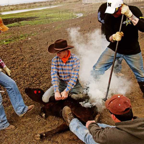 Branding: A Cruel Tradition