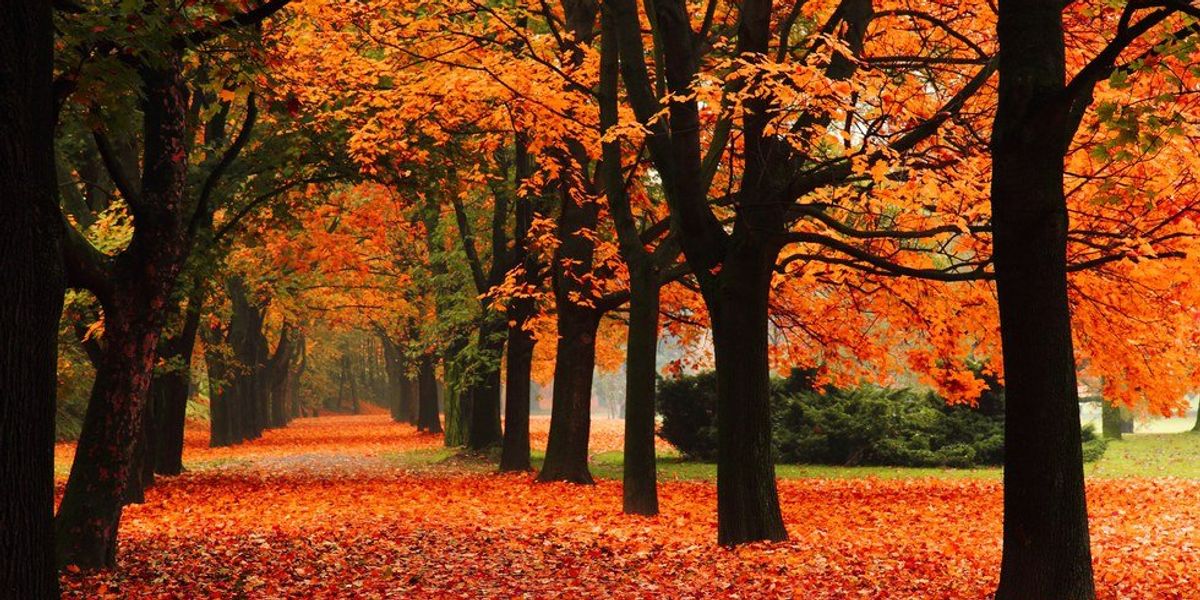 Excited Fall 11 Reasons Why I Am Excited For Fall | The Odyssey Online