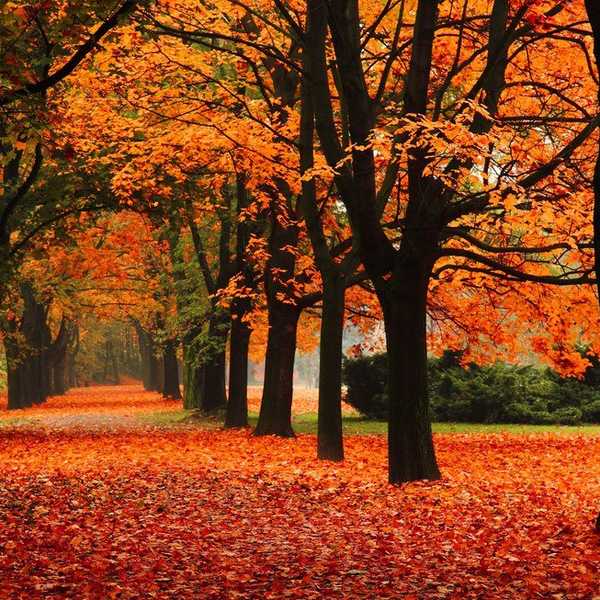 11 Reasons Why I Am Excited For Fall