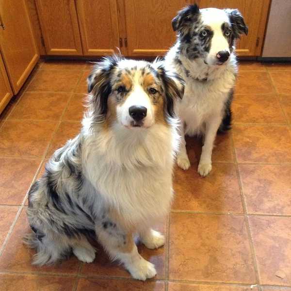 10 Struggles Of Leaving Your Dog Behind