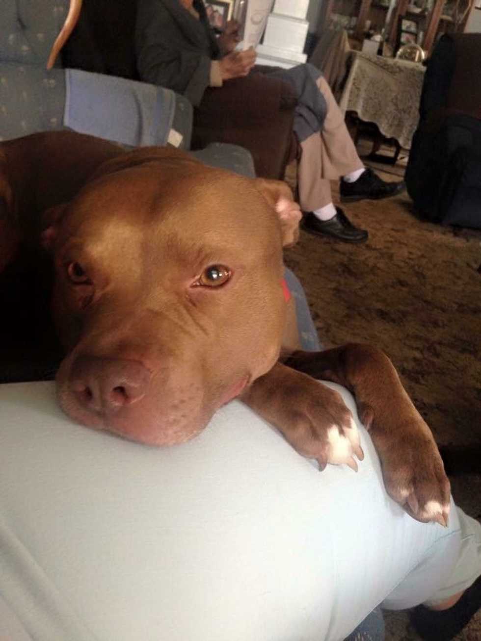 To The Dog Who Will Miss Me While I'm Away At School