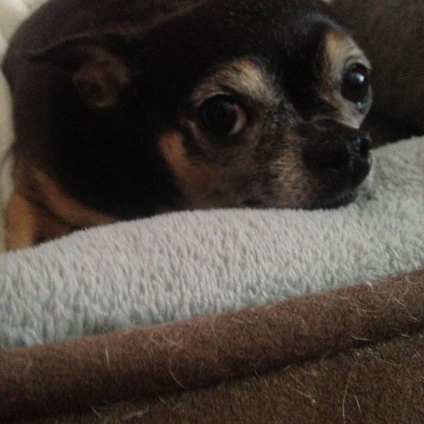 An Open Letter To My First Dog Who Passed