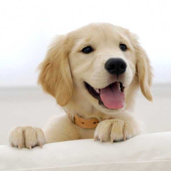 18 Signs You're A Dog Person