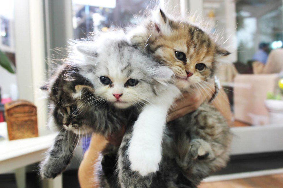 10 Purrfect Cat Facts For Kitty Lovers Everywhere