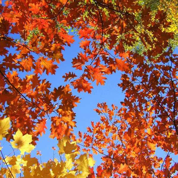 A Farewell To Summer