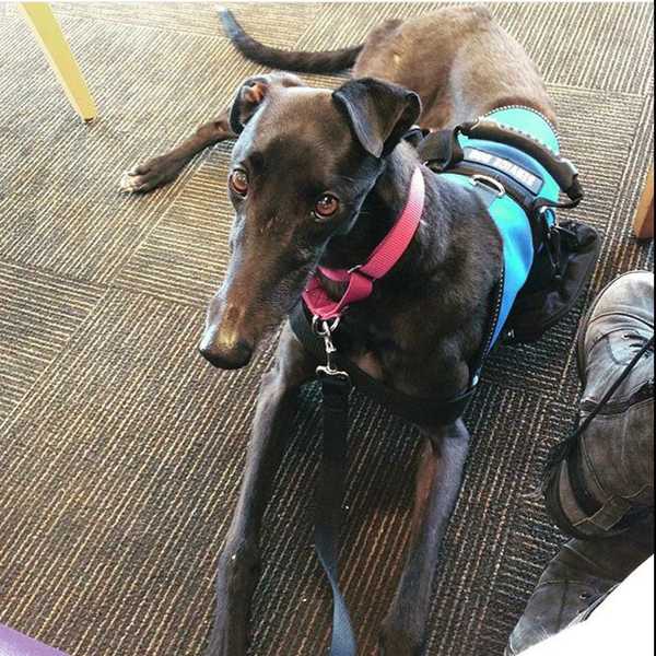 How To Interact With A Service Dog