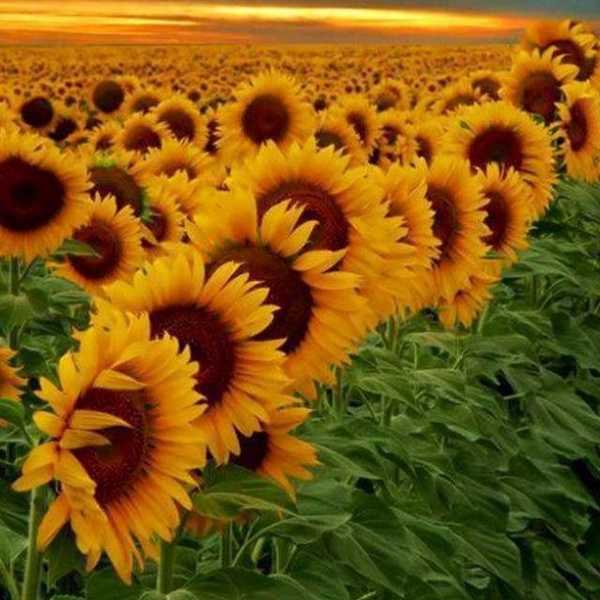 Wait Patiently, Beautiful