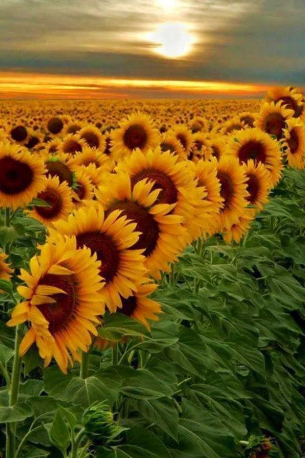 Wait Patiently, Beautiful