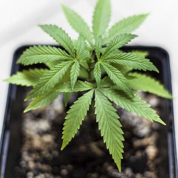 Legalizing Drugs