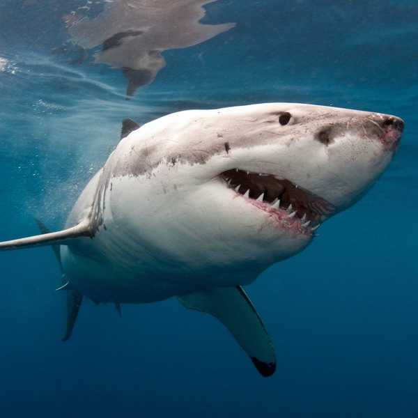 It's Time To Save A Misunderstood Predator
