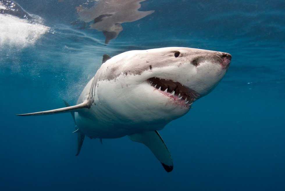 It's Time To Save A Misunderstood Predator