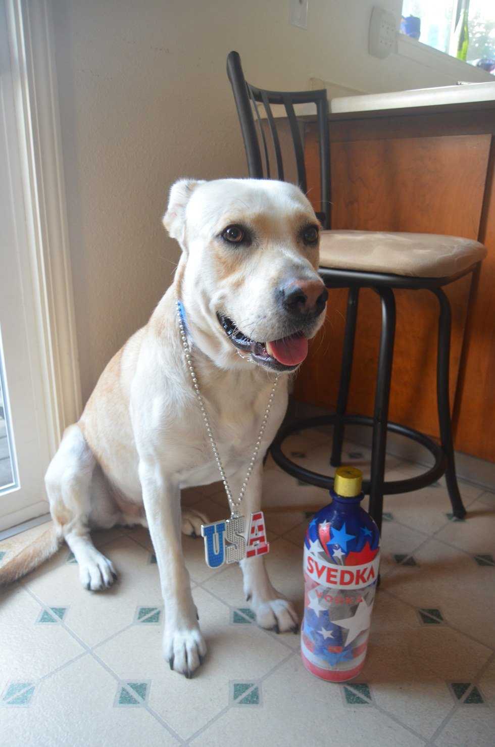 My Dog Is A Maniac