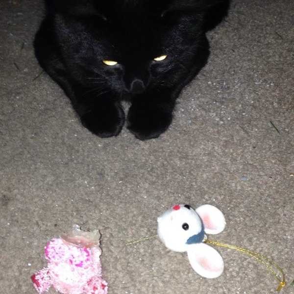 10 Red Flags Your Cat Owns You