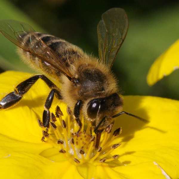 The Great Honey Debate