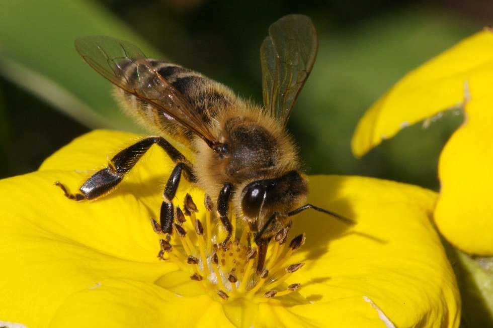 The Great Honey Debate
