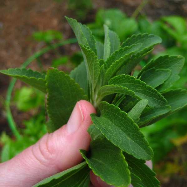 5 Reasons Why You Should Start Growing Your Own Stevia At Home