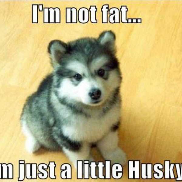 11 Reasons Why We Should Love Our Pets More