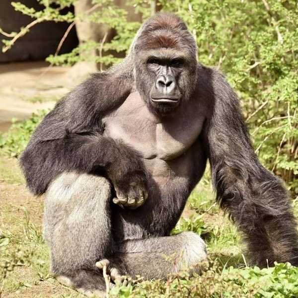 To Harambe, With Love