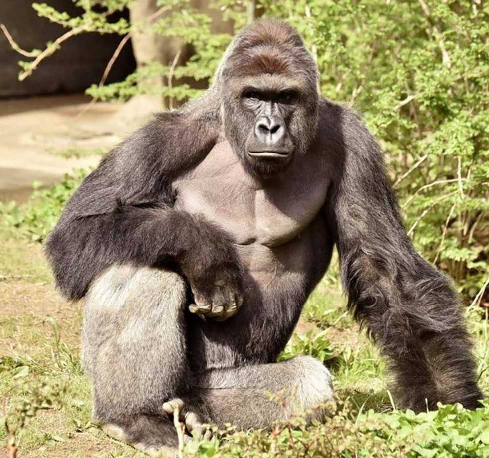 To Harambe, With Love