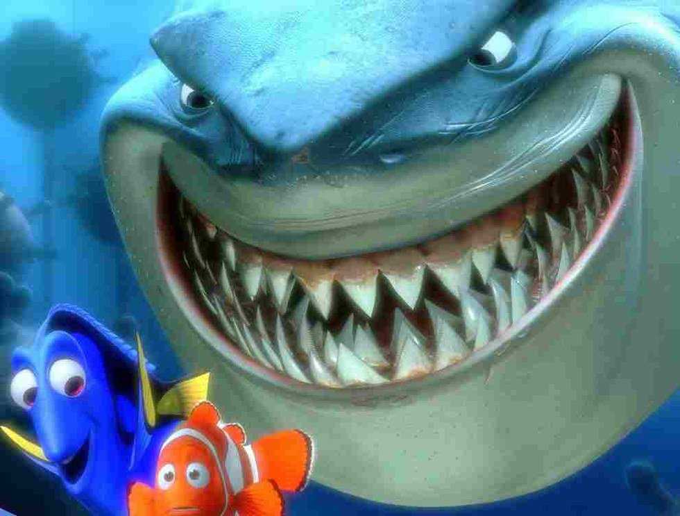What You Didn't Know About Sharks