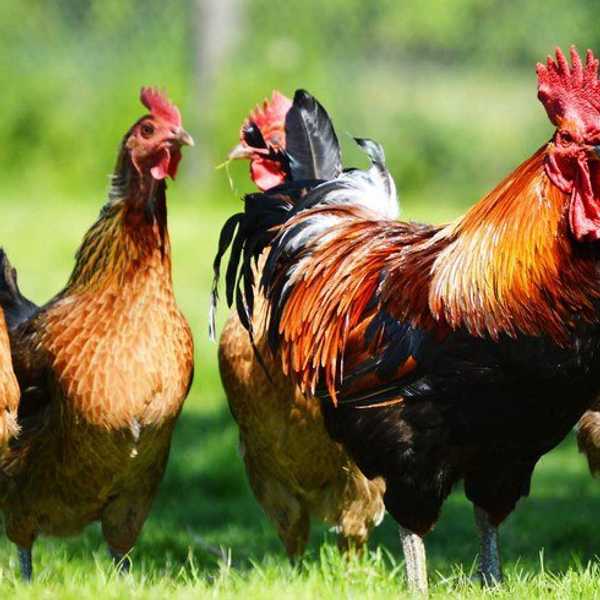 The Great Chicken Massacre Of 2011